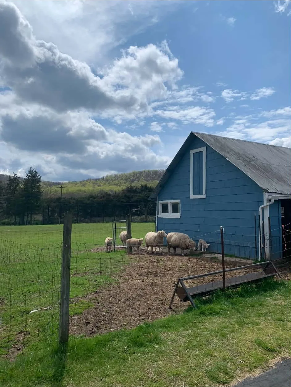 Sheep by the blue barn at Round Valley Farms