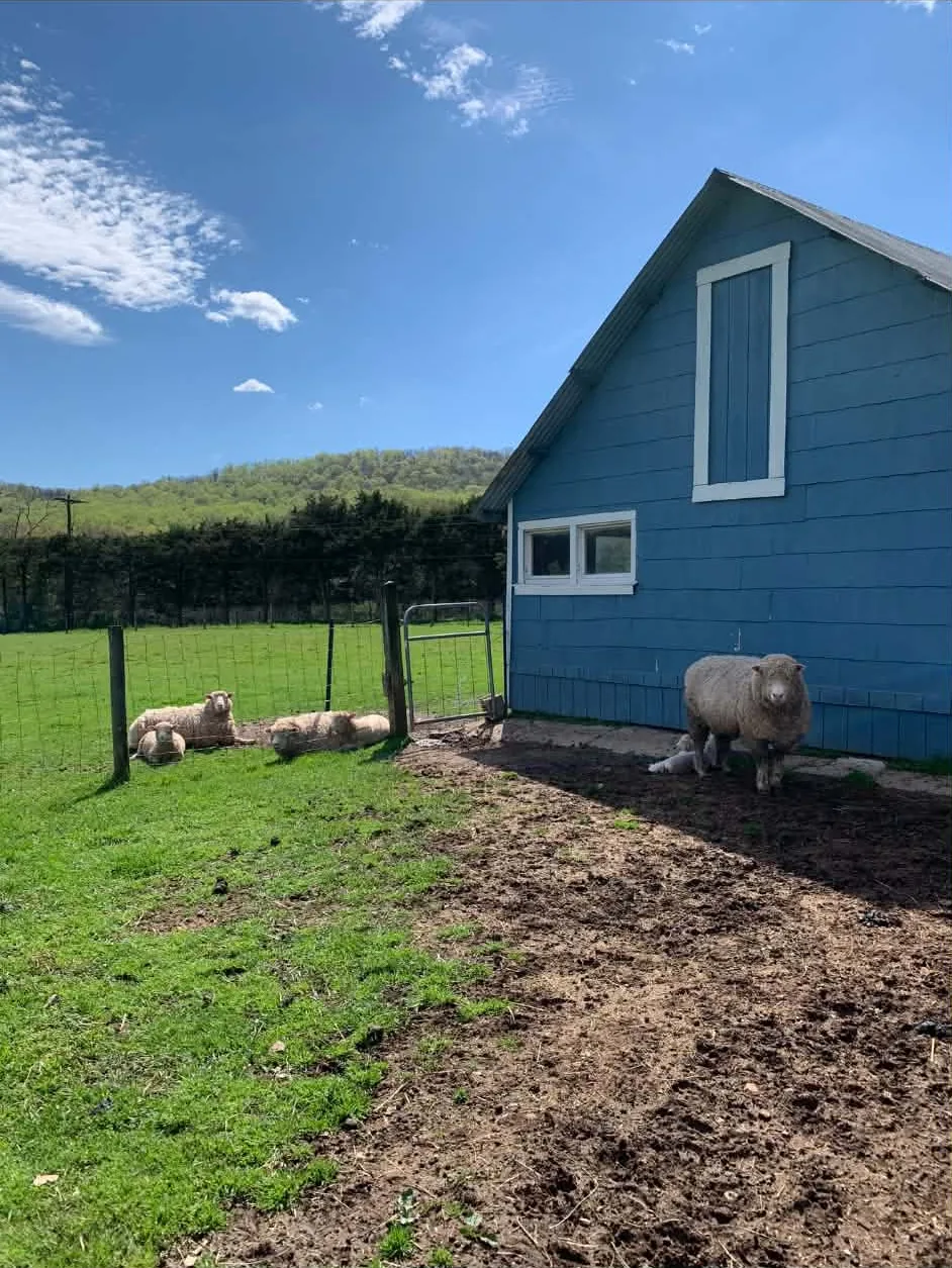 Sheep beside the blue barn at Round Valley Farms